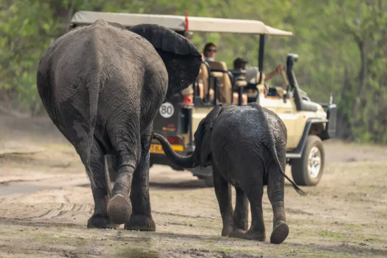 African Safari Travel Tips for Seniors